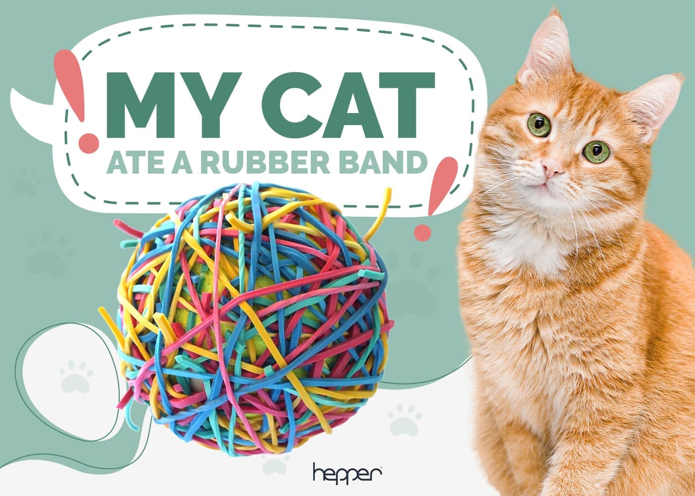 My Cat Ate a Rubber Band: What Should I Do? (Vet Answer)