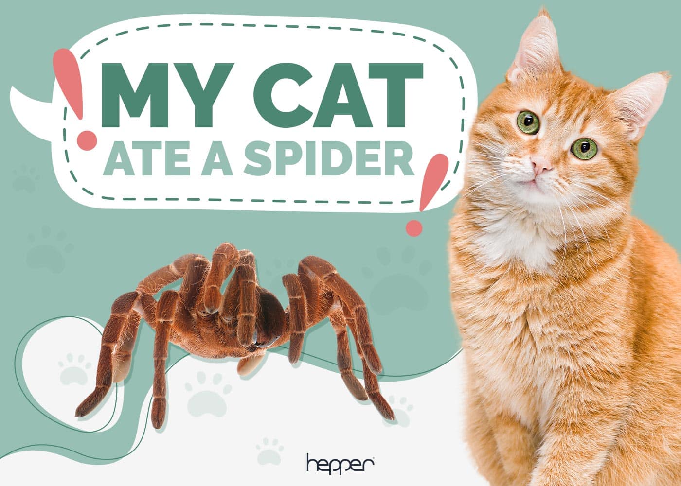 My Cat Ate a Spider! Risks & When to Worry (Vet Answer)
