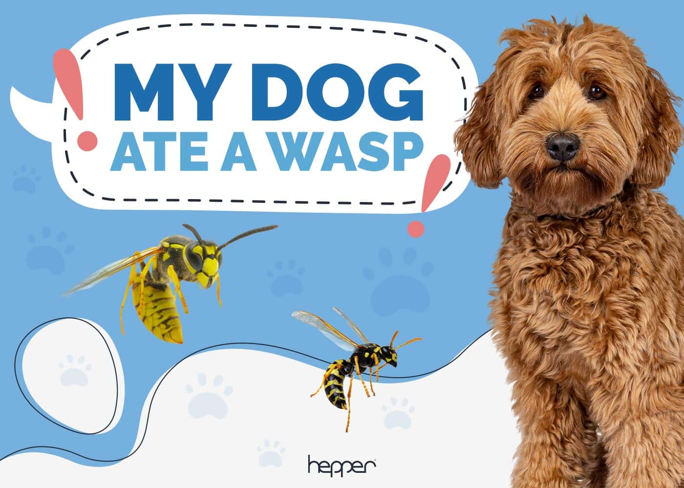 My Dog Ate a Wasp: Our Vet Explains What to Do