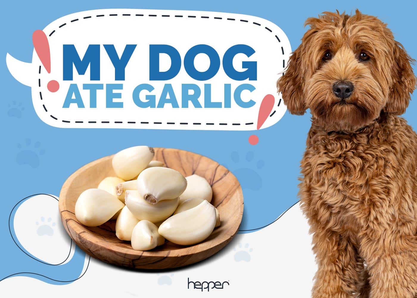 My Dog Ate Garlic! Here’s What to Do (Vet Answer)