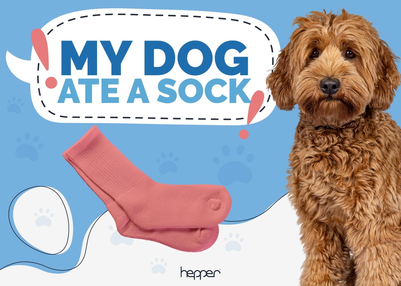 My Dog Ate a Sock: Our Vet Explains What to Do