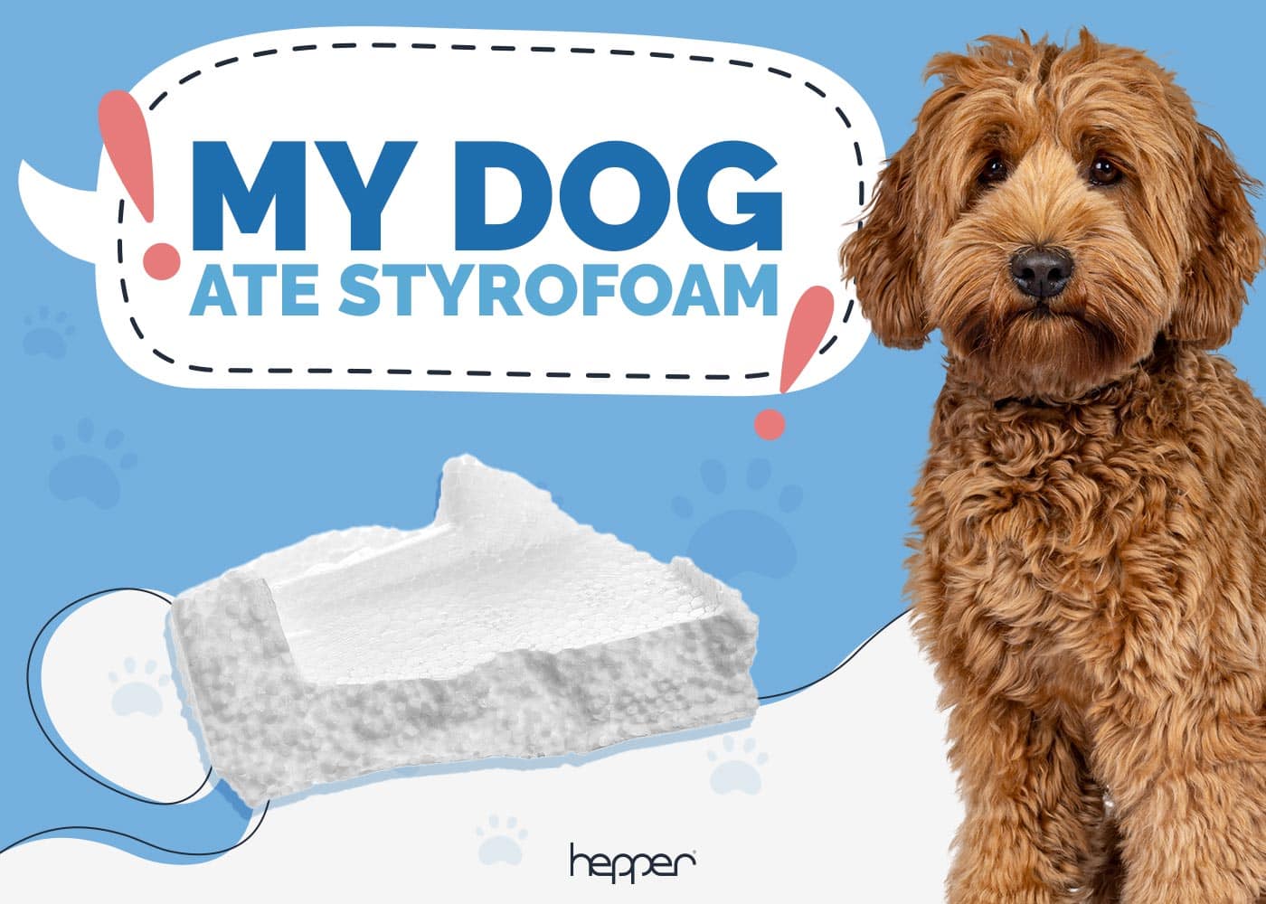 My Dog Ate Styrofoam: Here's What to Do (Vet Answer)