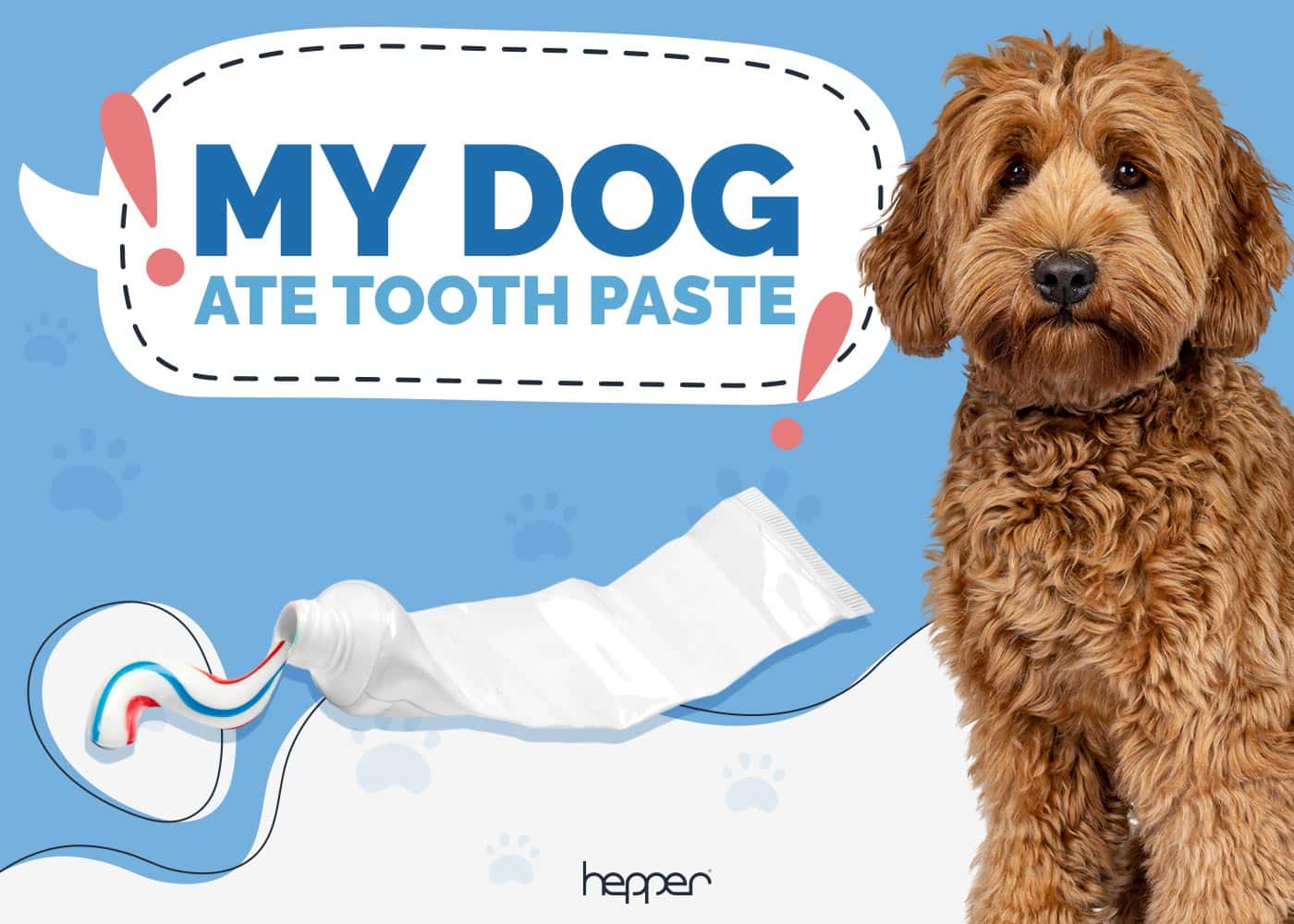 My Dog Ate Toothpaste! Here’s What to Do (Vet Answer)