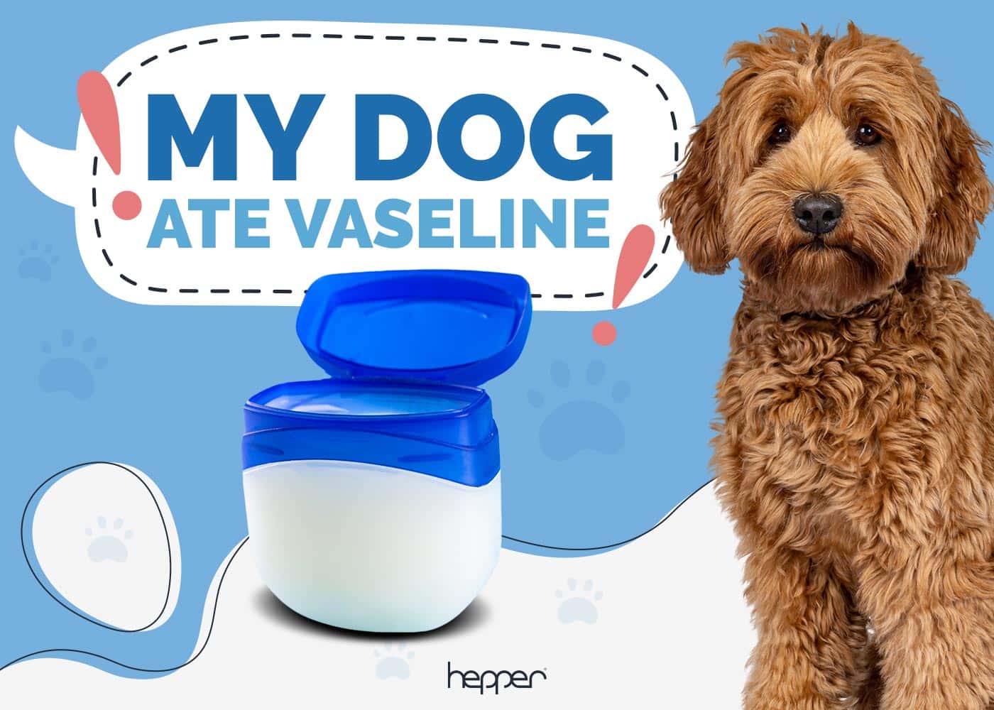 My Dog Ate Vaseline: Here's What to Do (Vet Approved Advice)