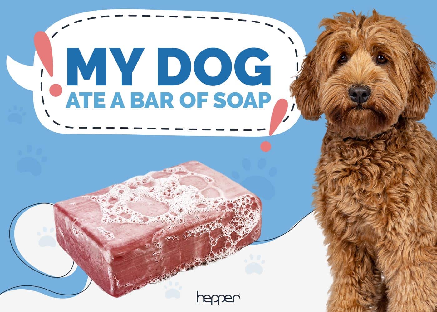 My Dog Ate a Bar of Soap: Our Vet Explains What To Do