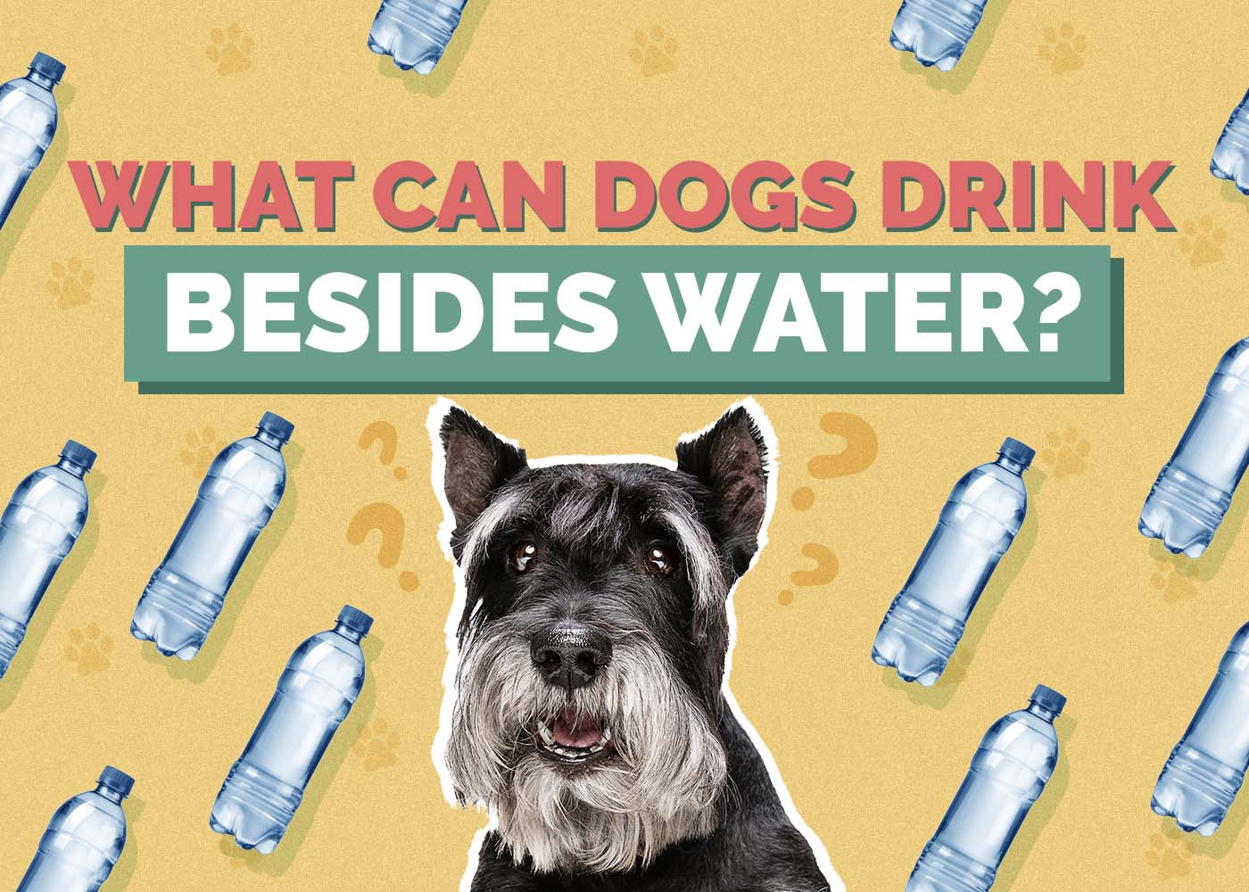 What Can Dogs Drink Besides Water? 9 Vet-Approved Options
