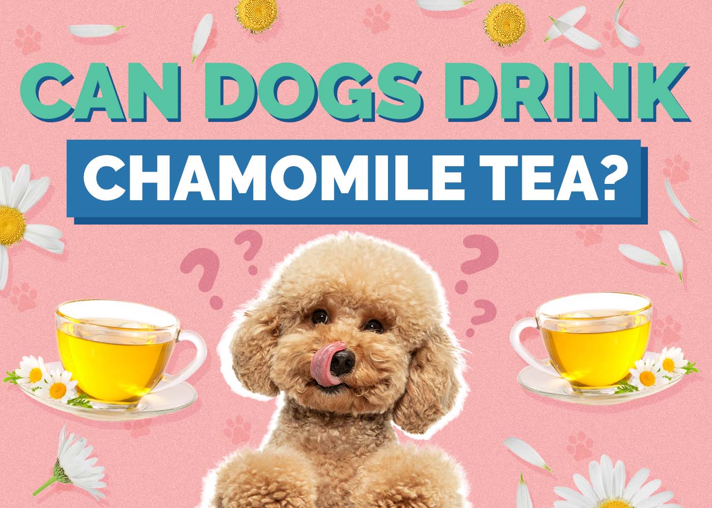 Can Dogs Have Chamomile Tea? Vet-Reviewed Facts & FAQ
