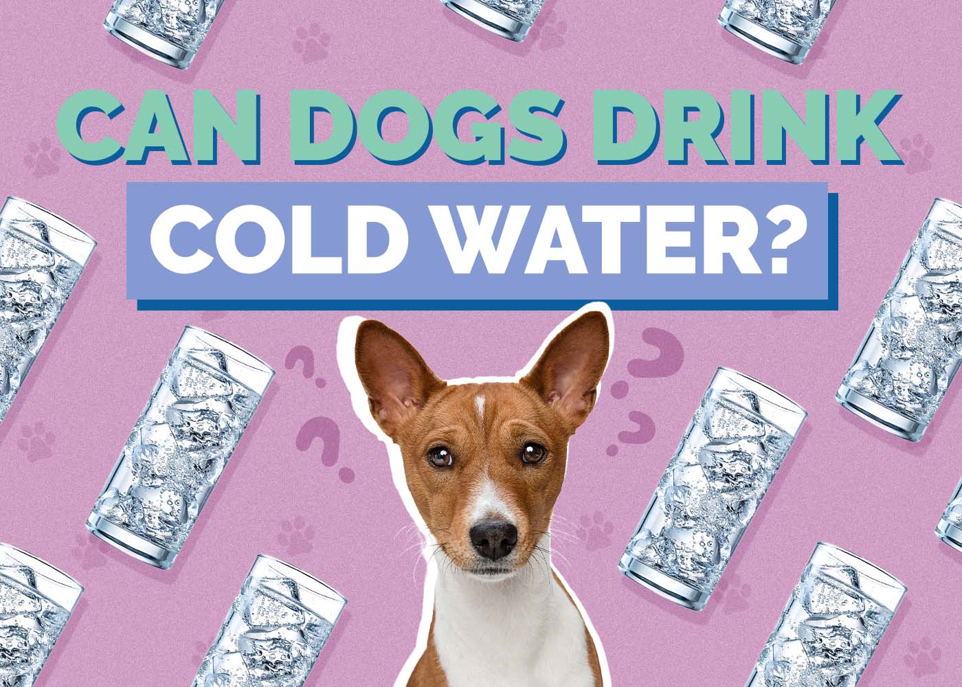 Should Dogs Drink Cold Water? Vet-Verified Facts & Precautions