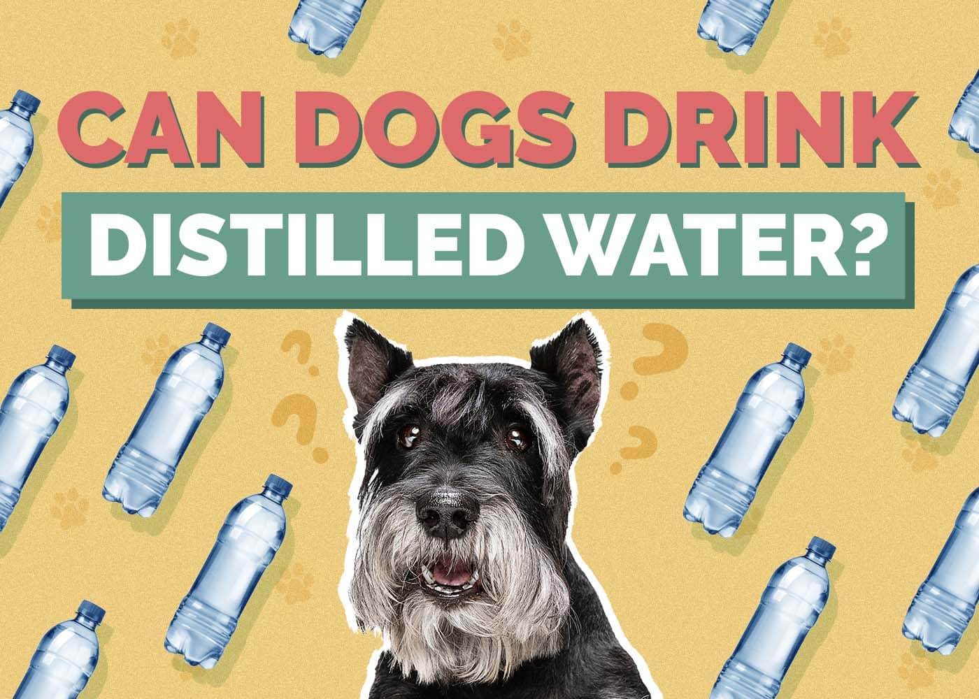 Can Dogs Drink Distilled Water? Vet-Reviewed Facts & Info