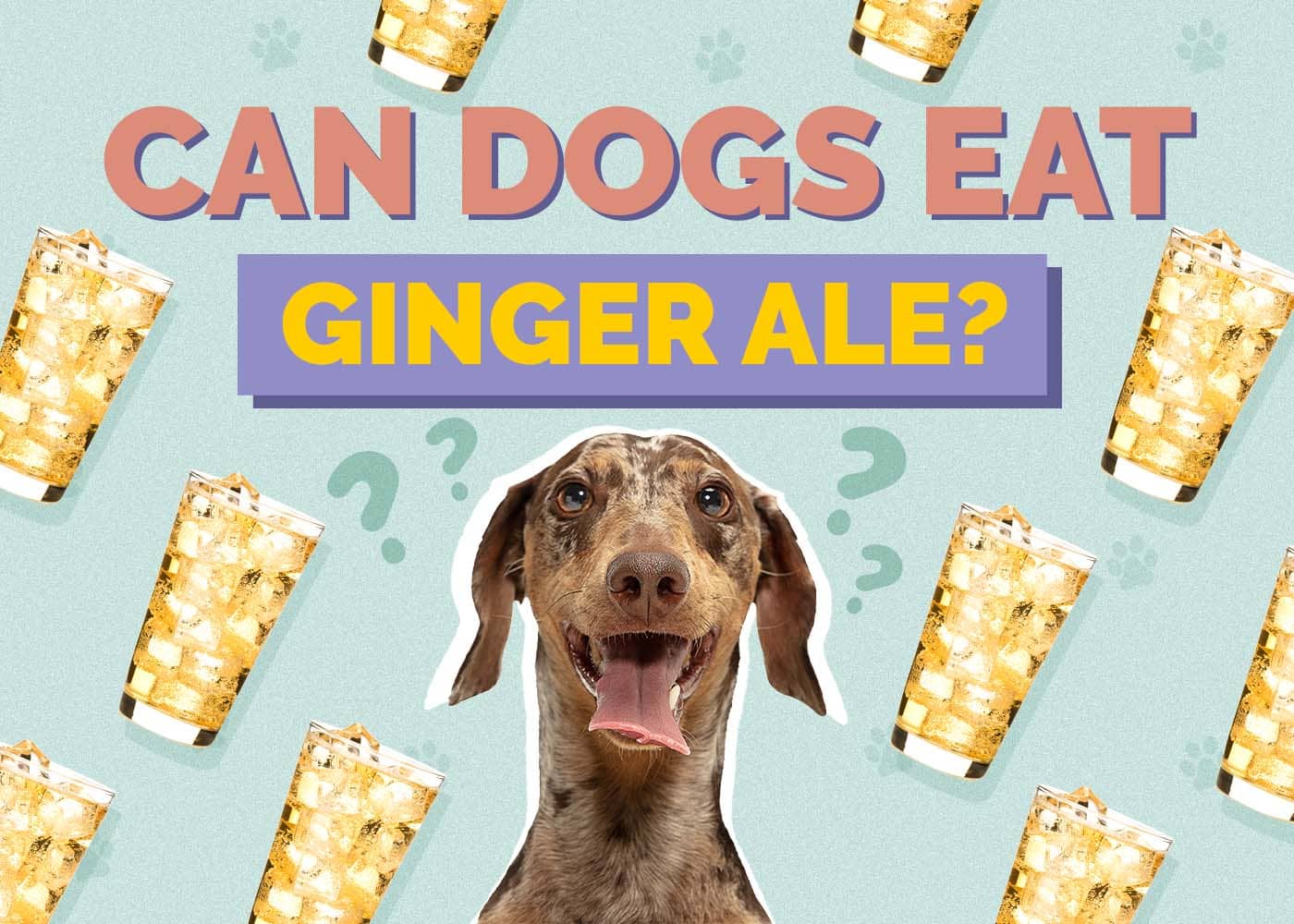 Can Dogs Drink Ginger Ale? Vet-Reviewed Facts & Considerations?