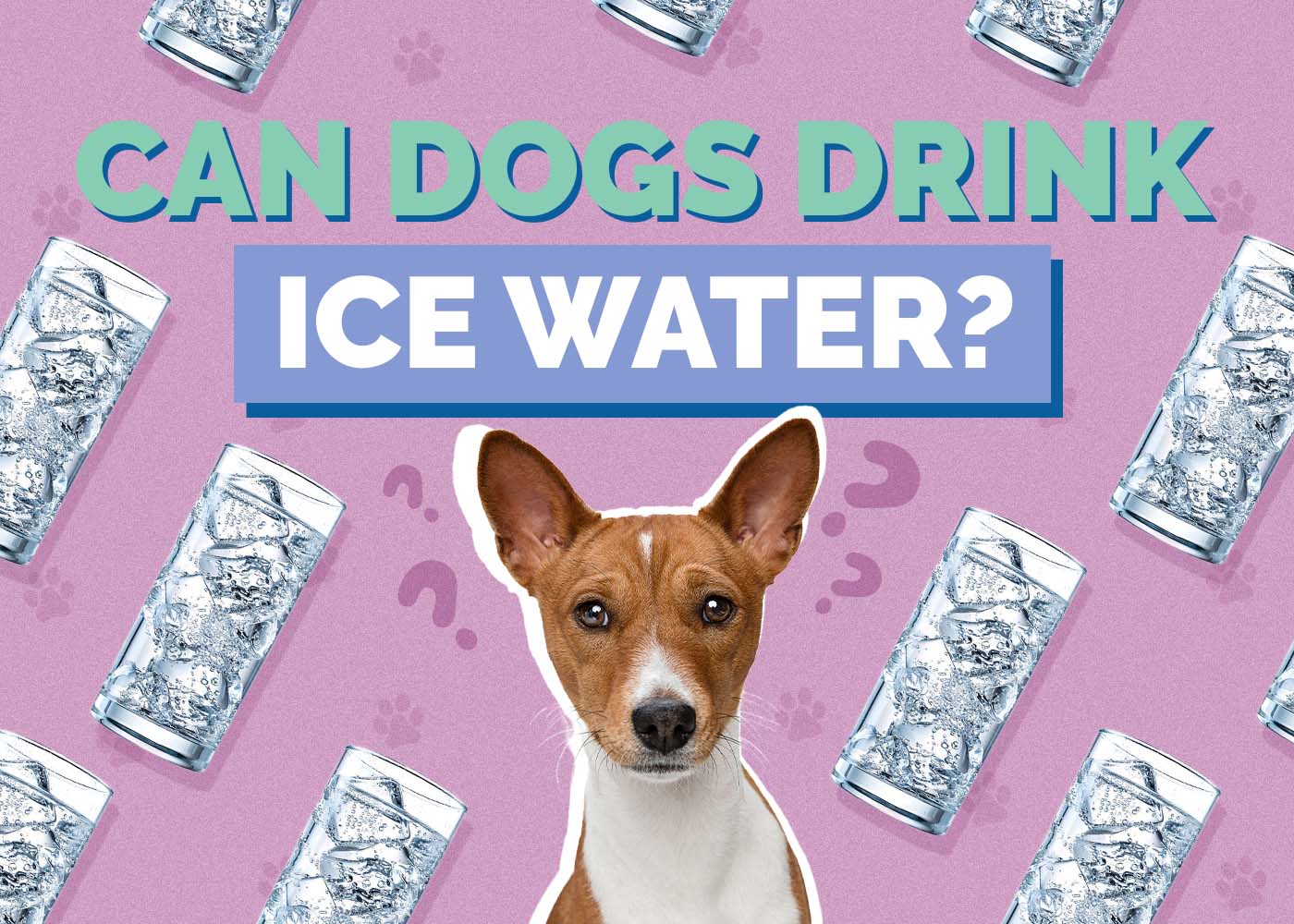 Can Dogs Drink Ice Water? Is Ice Water Safe for Dogs? Vet-Approved Guide