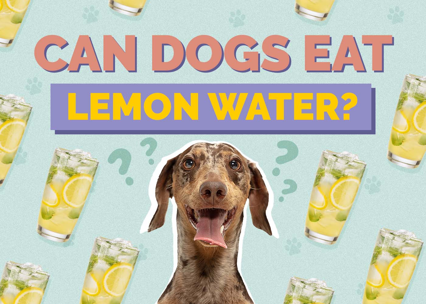 Can Dogs Drink Lemon Water? Is Lemon Water Safe for Dogs?