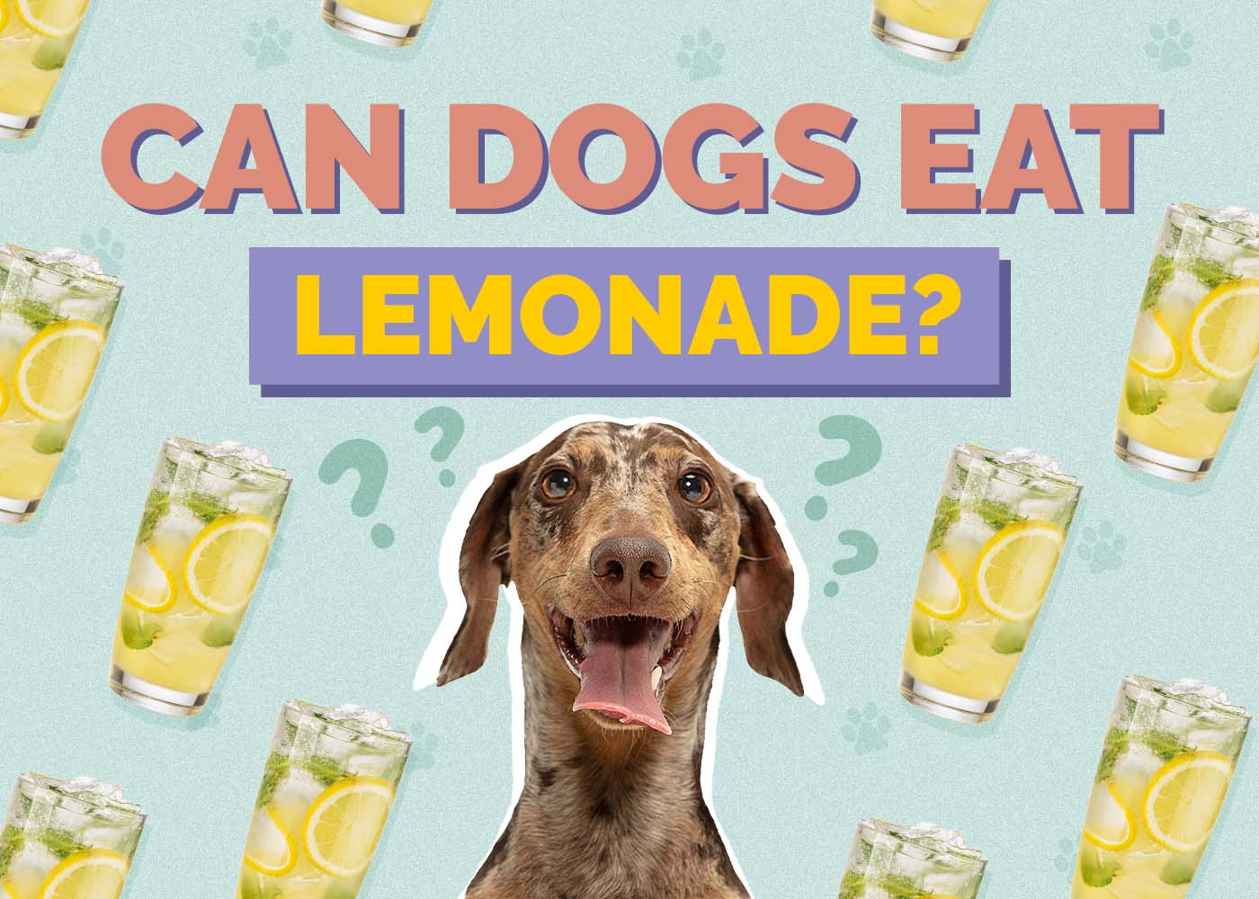 Can Dogs Drink Lemonade? Vet-Reviewed Safety Facts & FAQ