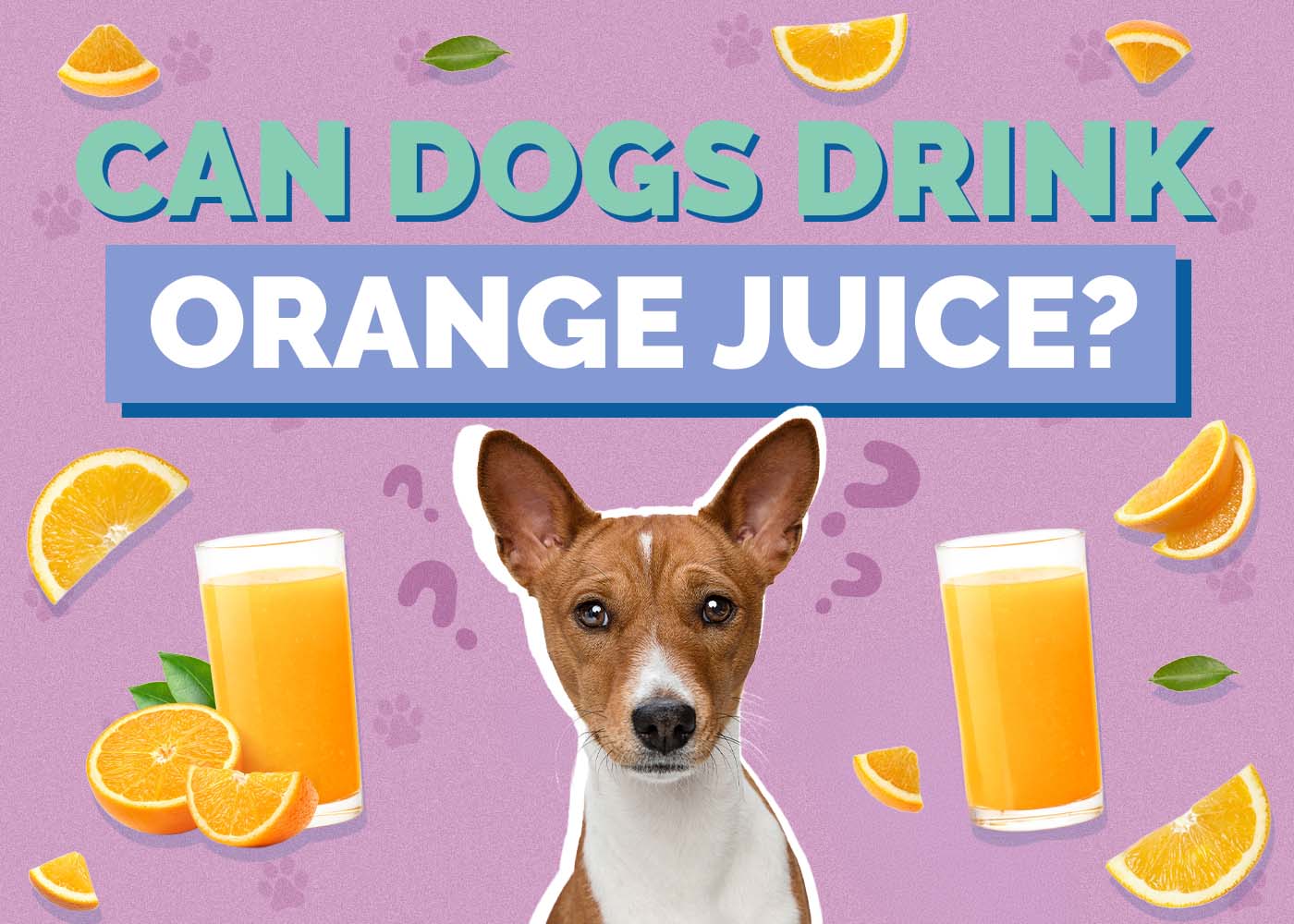 Can Dogs Drink Orange Juice? Vet-Reviewed Nutrition Info