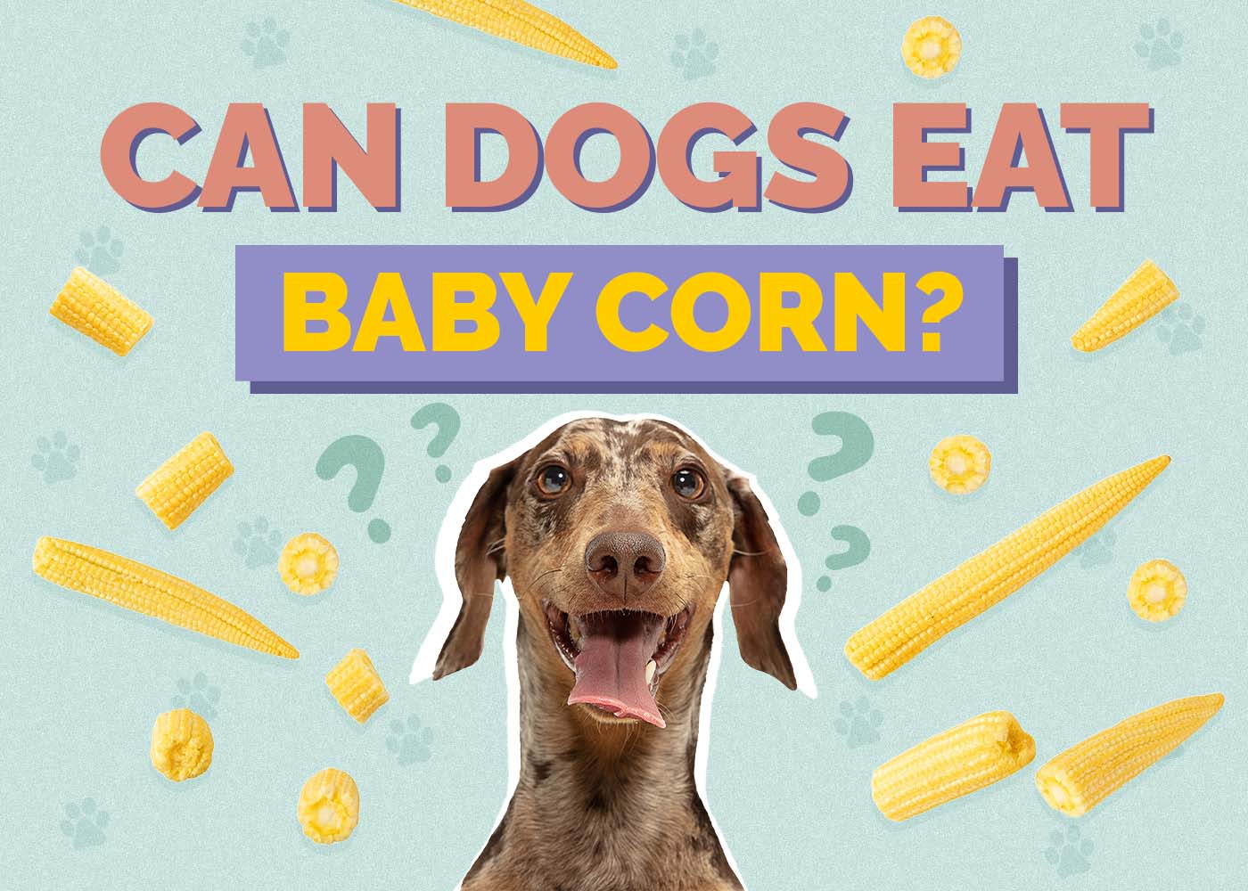 Can Dogs Eat Baby Corn? Vet Reviewed Facts & Health Concerns