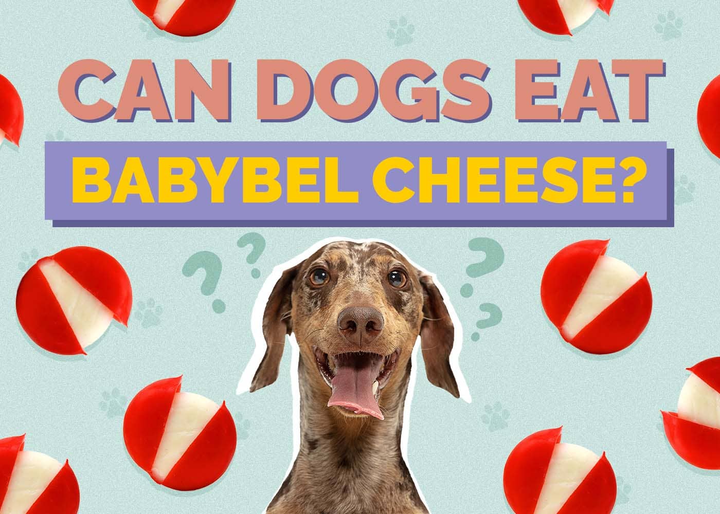 Can Dogs Eat Babybel Cheese? Vet-Verified Benefits & Risks