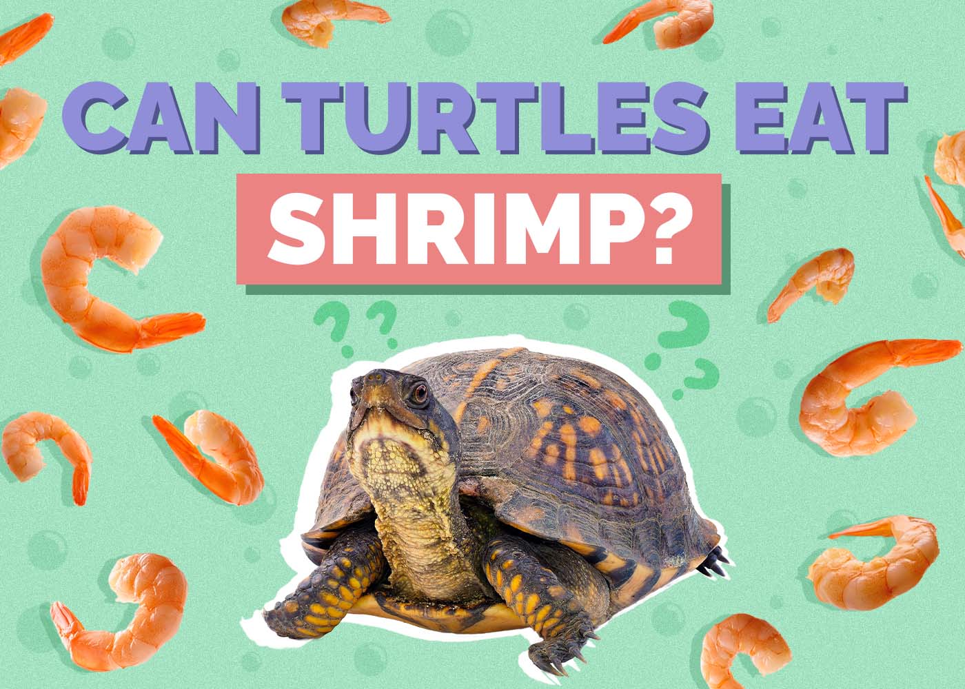 Can Turtles Eat Shrimp? Vet Approved Nutrition Facts And FAQ