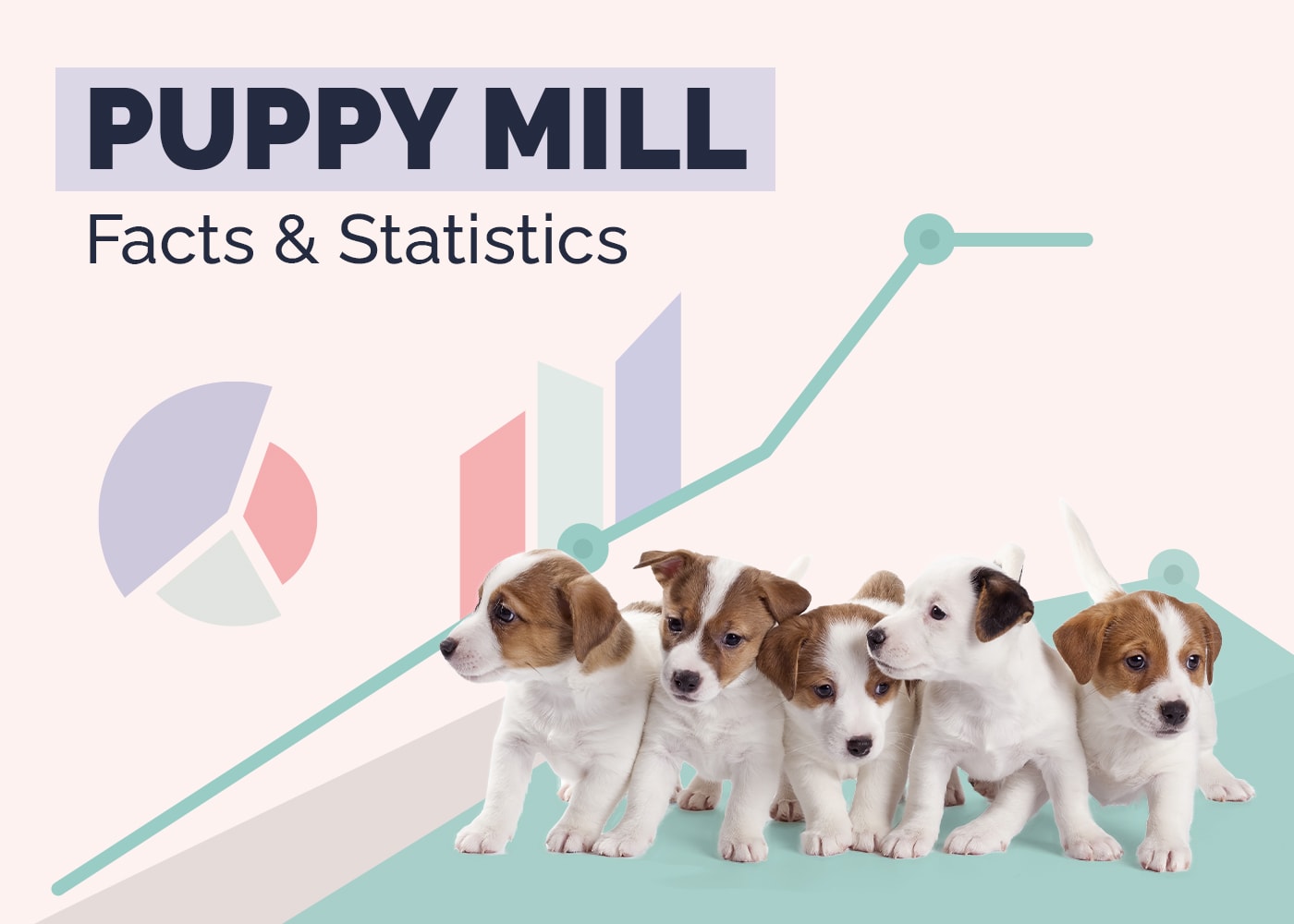 15 Shocking Puppy Mill Facts & Statistics to Know in 2026