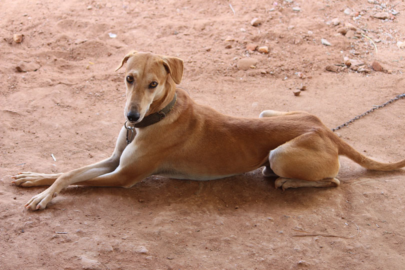 11 Indian Dog Breeds (With Info & Pictures)
