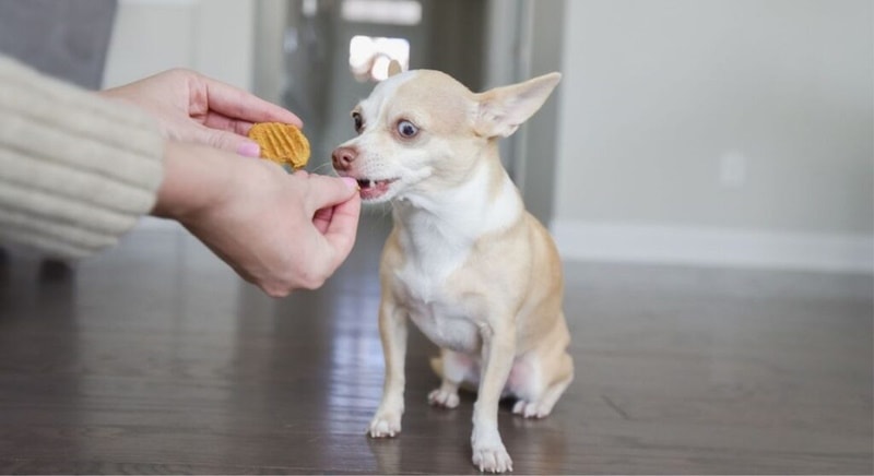 Pumpkin reice dog treat