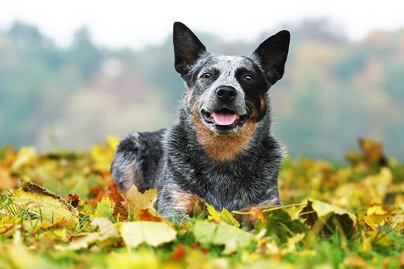 How to Groom an Australian Cattle Dog: 7 Tips & Tricks