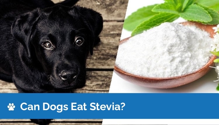 Can Dogs Have Stevia? Vet-Reviewed Risks, Facts & Safety Guide
