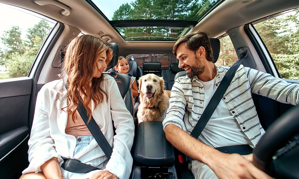9 Proven Ways to Calm a Dog in the Car