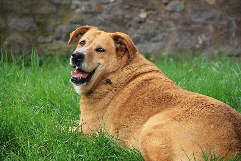 20 Dog Breeds Most Likely to Become Fat (With Info & Pictures)