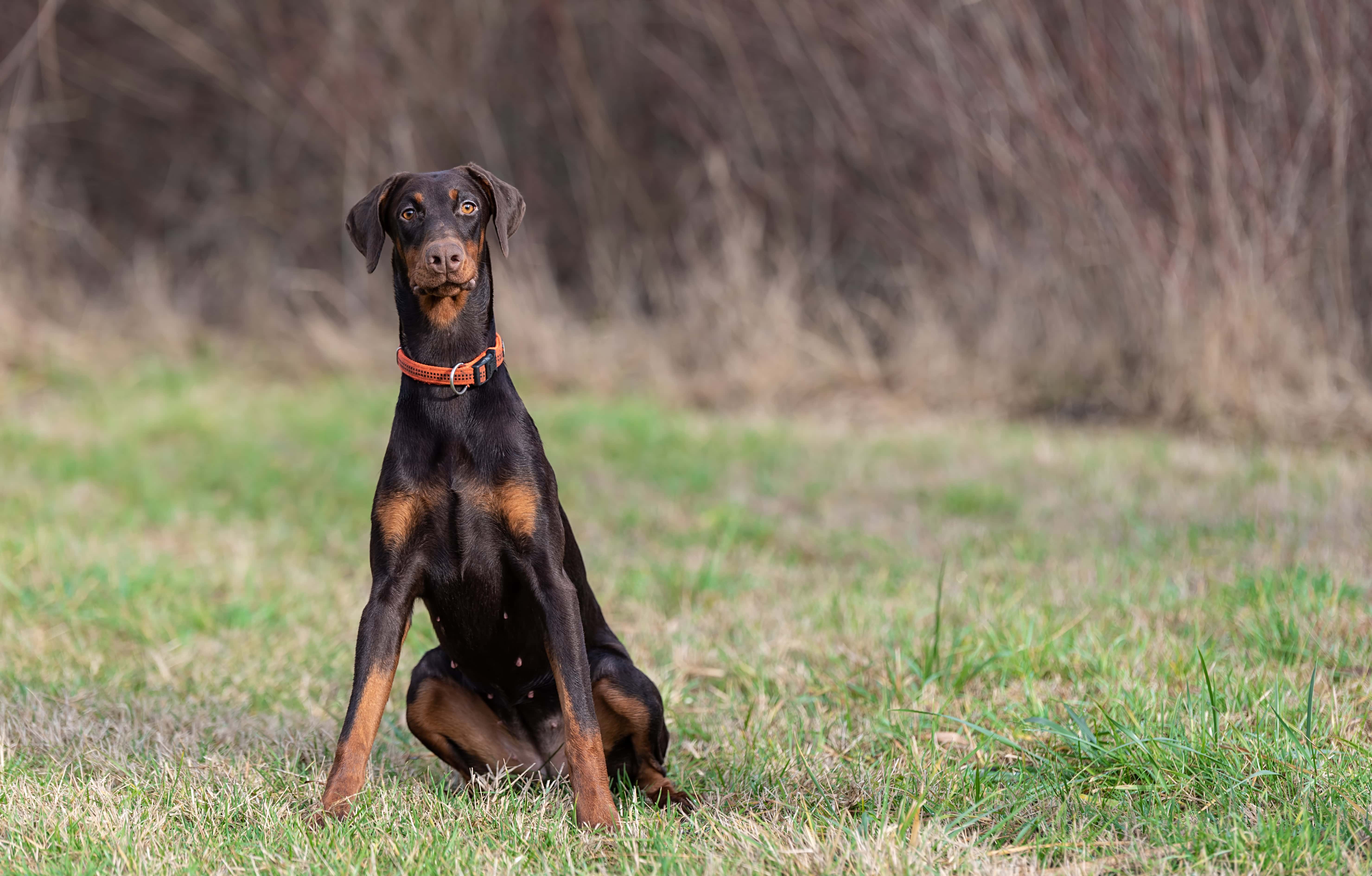 Do Female Dogs Orgasm? Vet-Approved Facts & FAQ