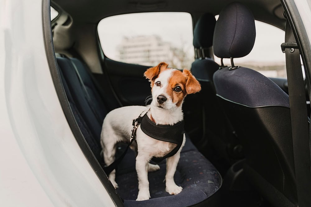 13 Essentials for Road Tripping With a Dog (2026 Update)