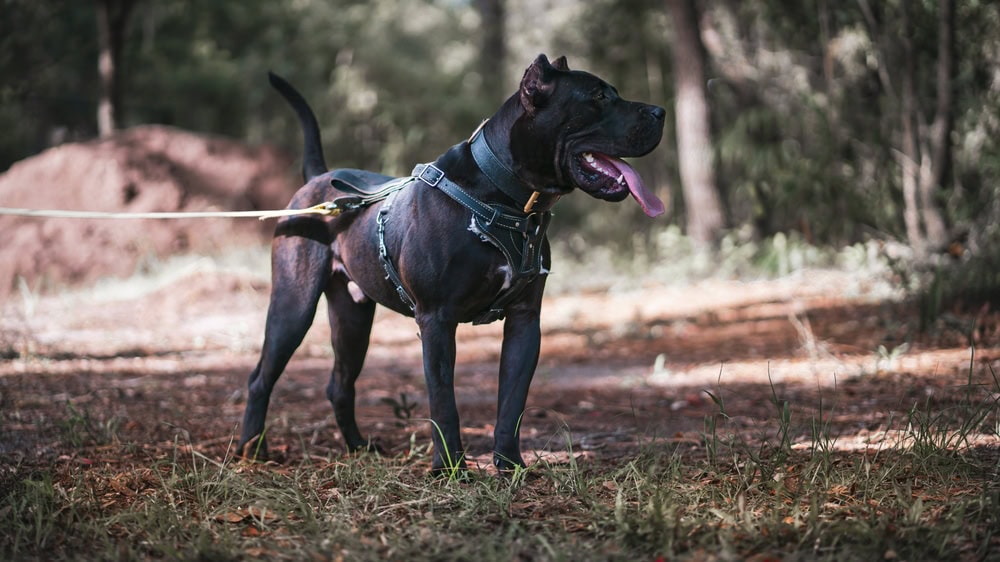 9 Best Dog Harnesses in UK 2026 - Reviews & Top Picks