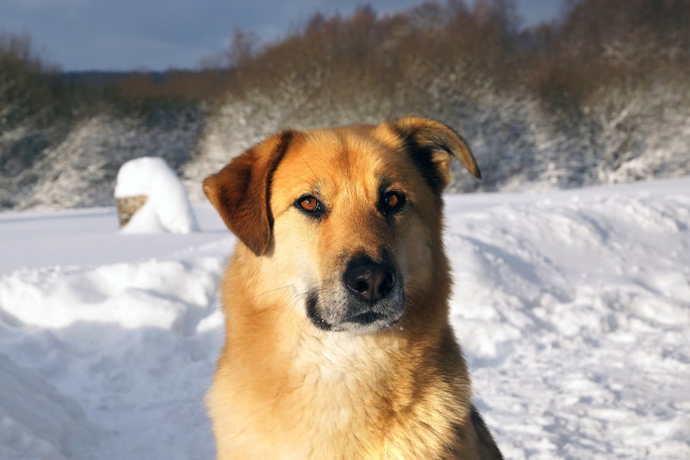 Chinook dog standing on snow outdoors