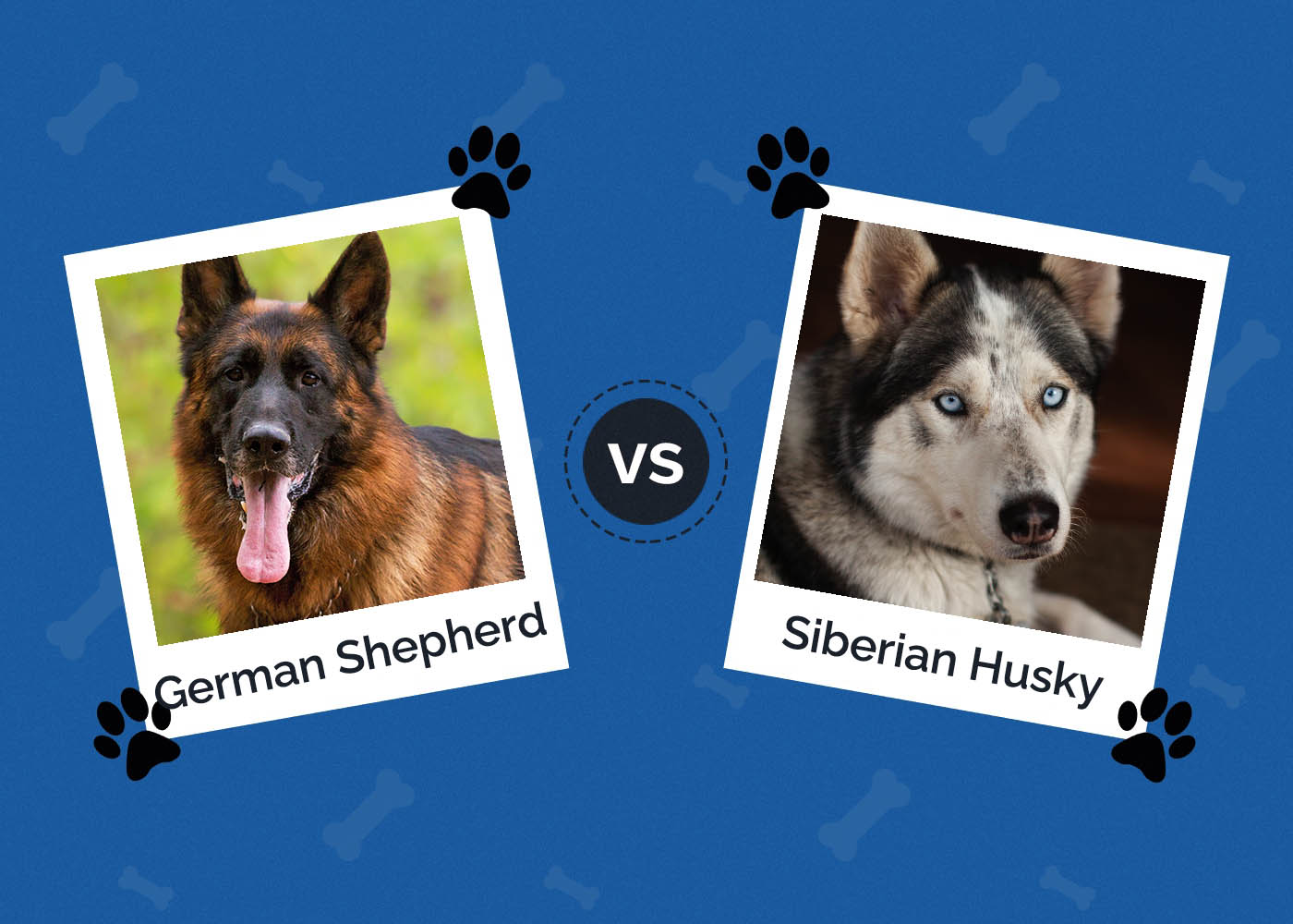 German Shepherd vs. Husky: What Are the Differences? (With Pictures)