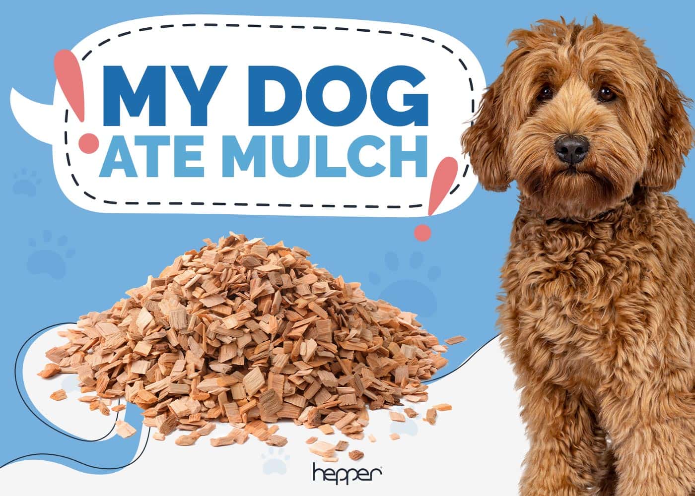 My Dog Ate Mulch, What Should I Do? Vet Approved Facts & FAQ