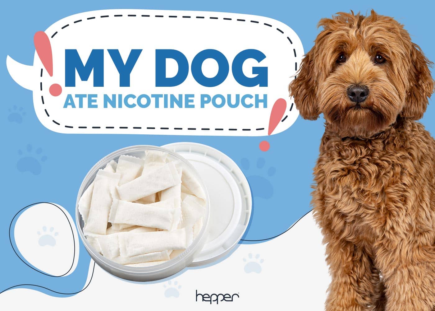 My Dog Ate a Nicotine Pouch: Our Vet Explains What To Do