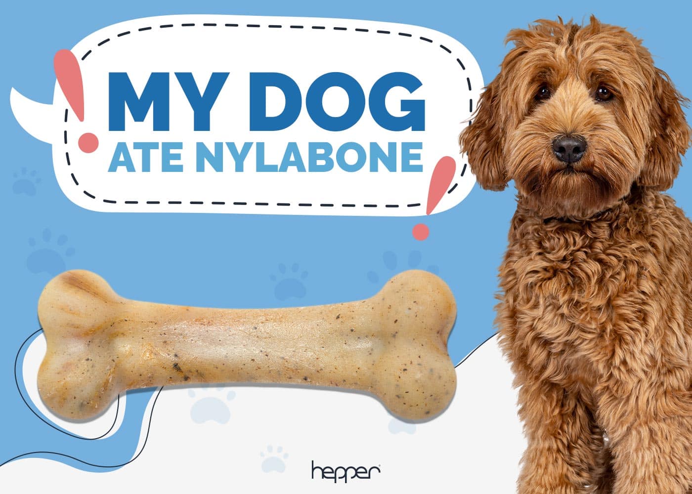 My Dog Ate a Nylabone: Our Vet Explains What to Do