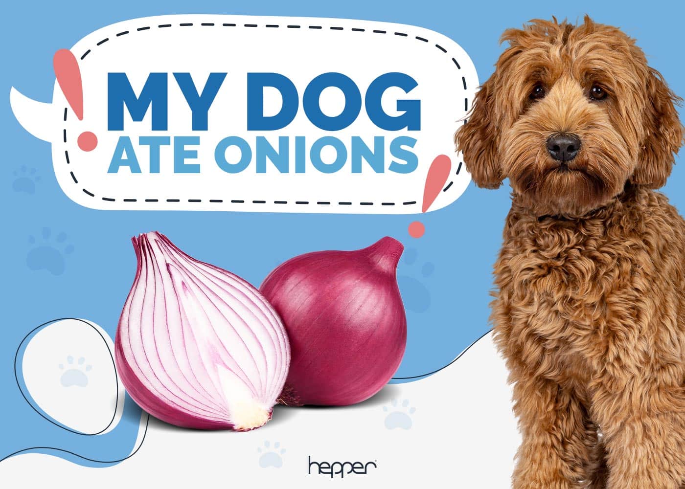 My Dog Ate Onions! Our Vet Explains What to Do