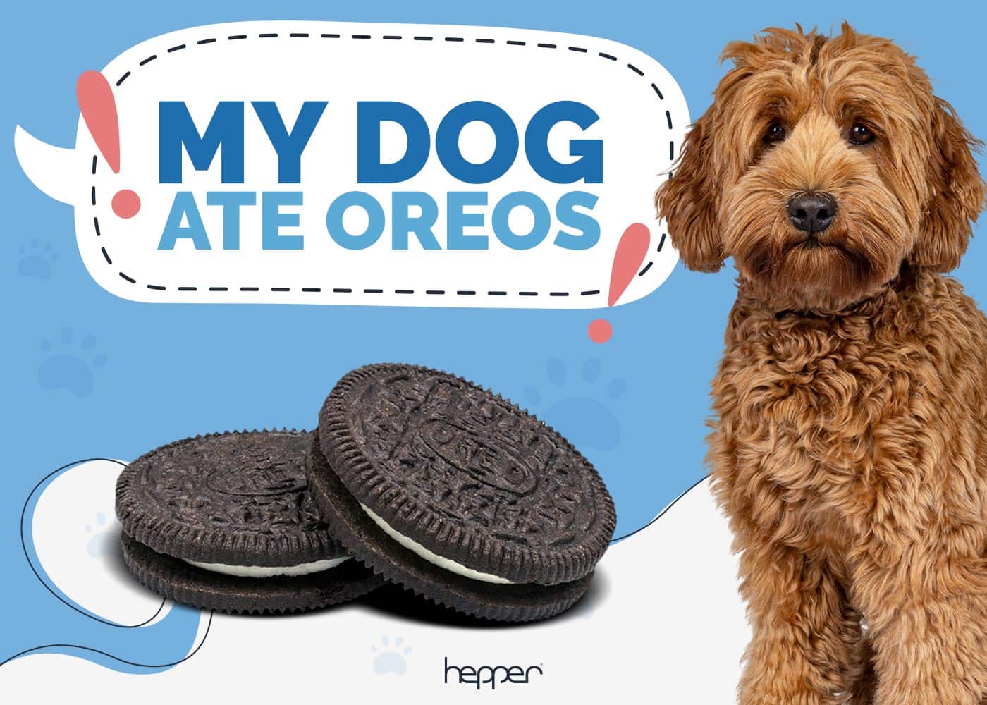 My Dog Ate Oreo Cookies! Our Vet Explains What to Do