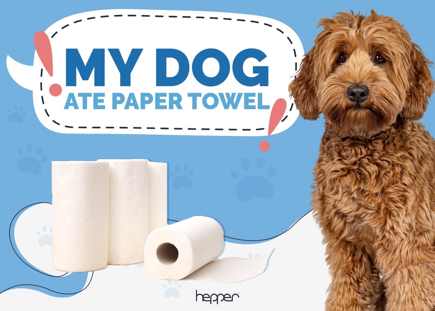 My Dog Ate Paper Towel! Here’s What to Do (Vet Answer)