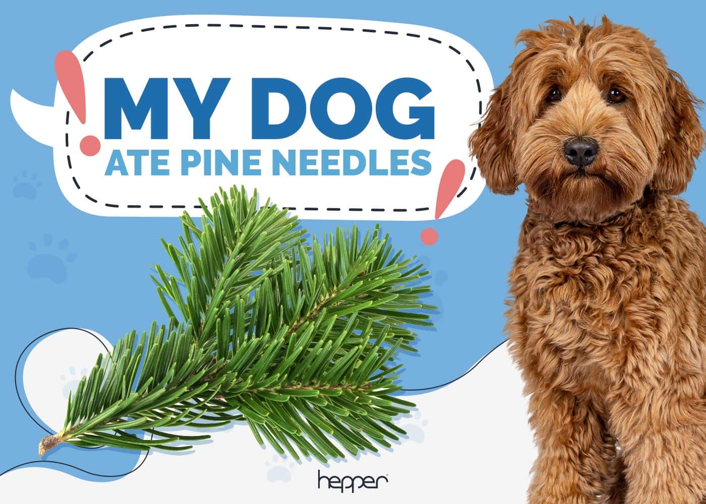 My Dog Ate Pine Needles, What Should I Do? Vet-Approved Explanation