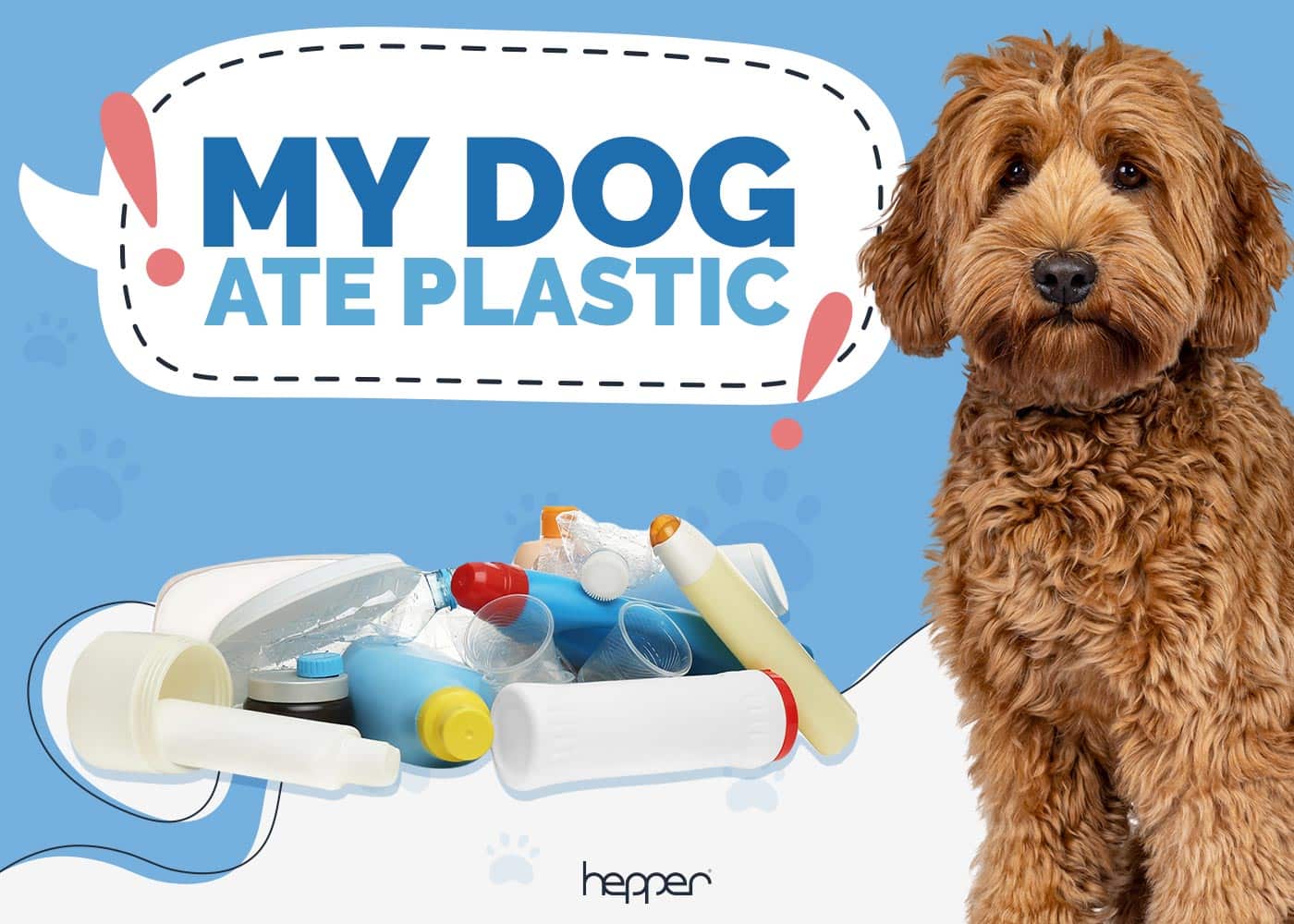My Dog Ate Plastic: Here’s What to Do (Vet Answer)