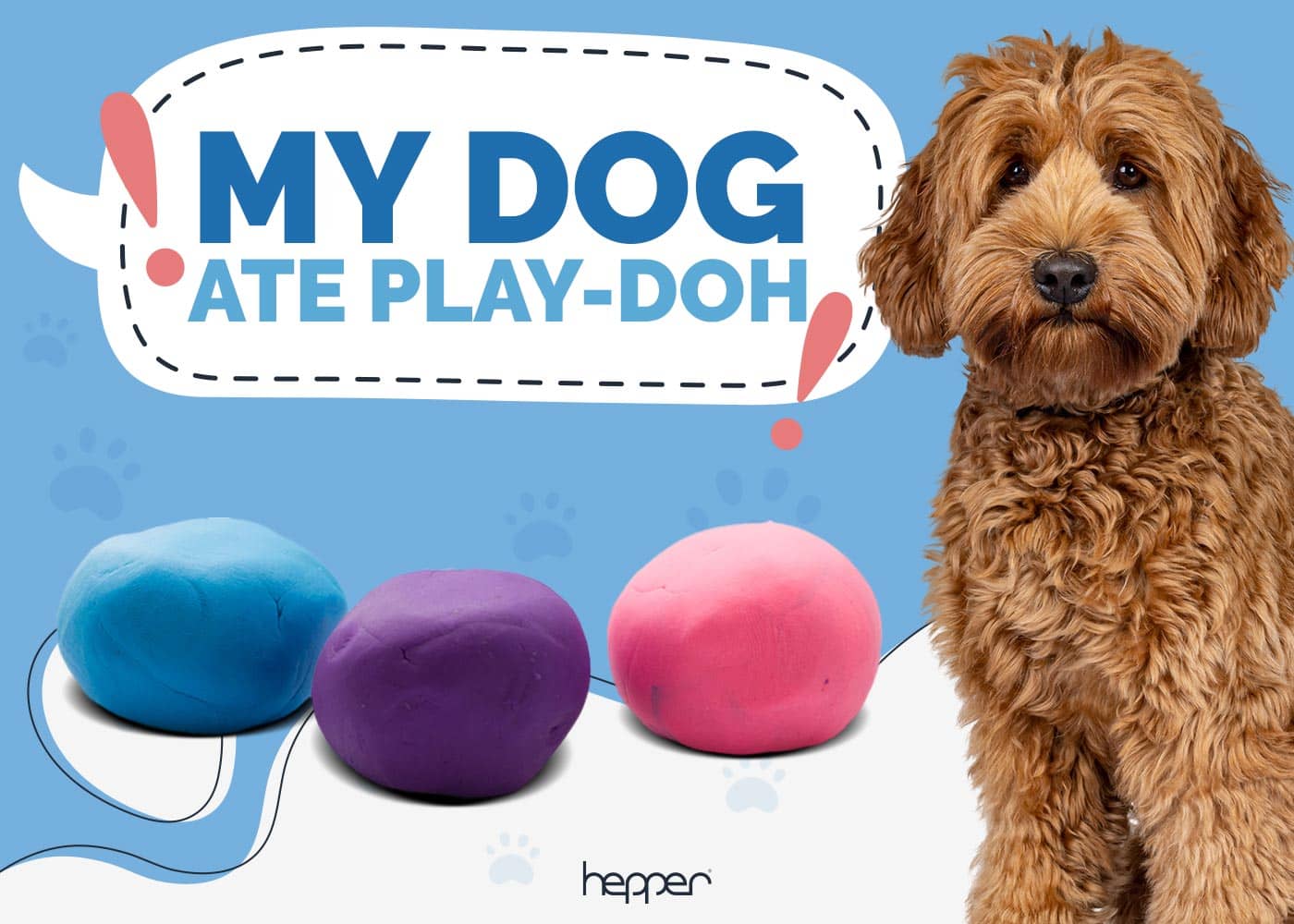 My Dog Ate Play-Doh: Our Vet Explains What to Do