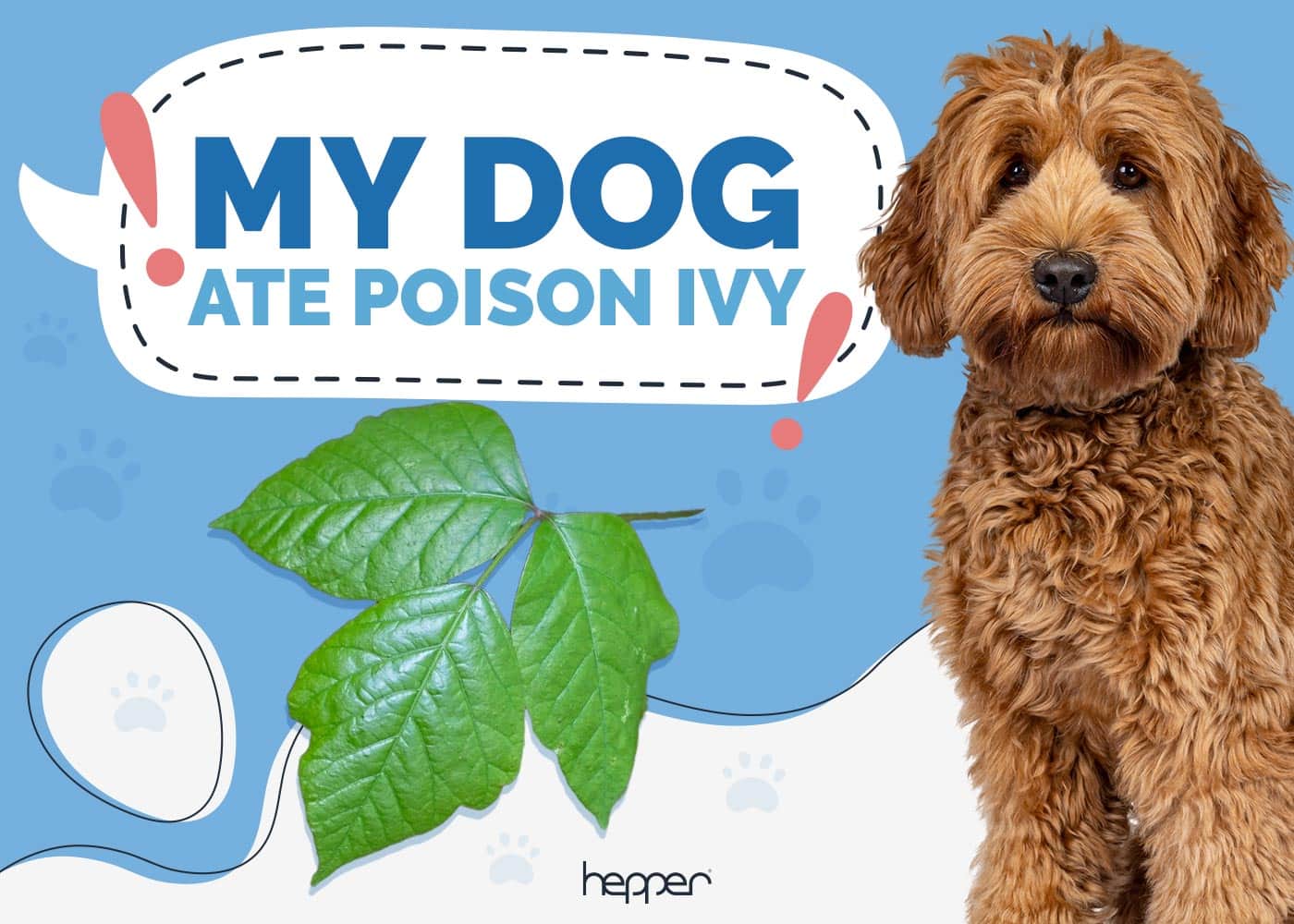 My Dog Ate Poison Ivy: Here's What to Do (Vet Answer)