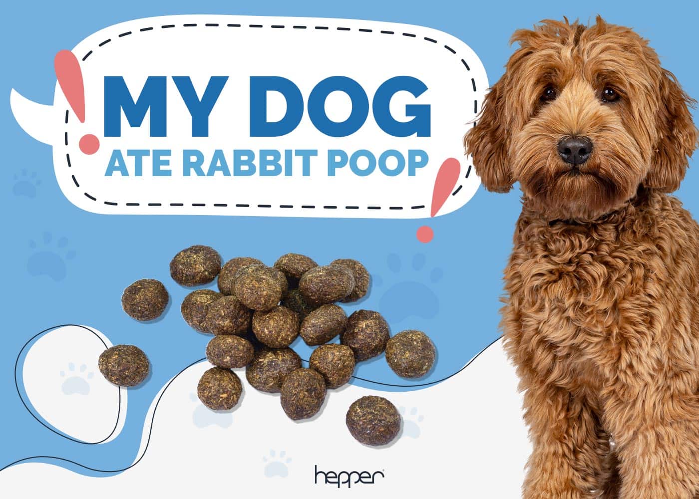 My Dog Ate Rabbit Poop: Here’s What to Do (Vet-Reviewed Guide)