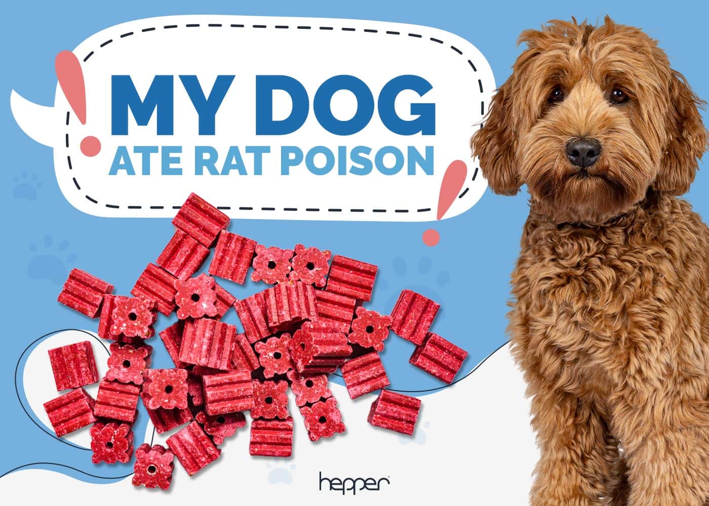 My Dog Ate Rat Poison! Here’s What to Do (Vet Answer)