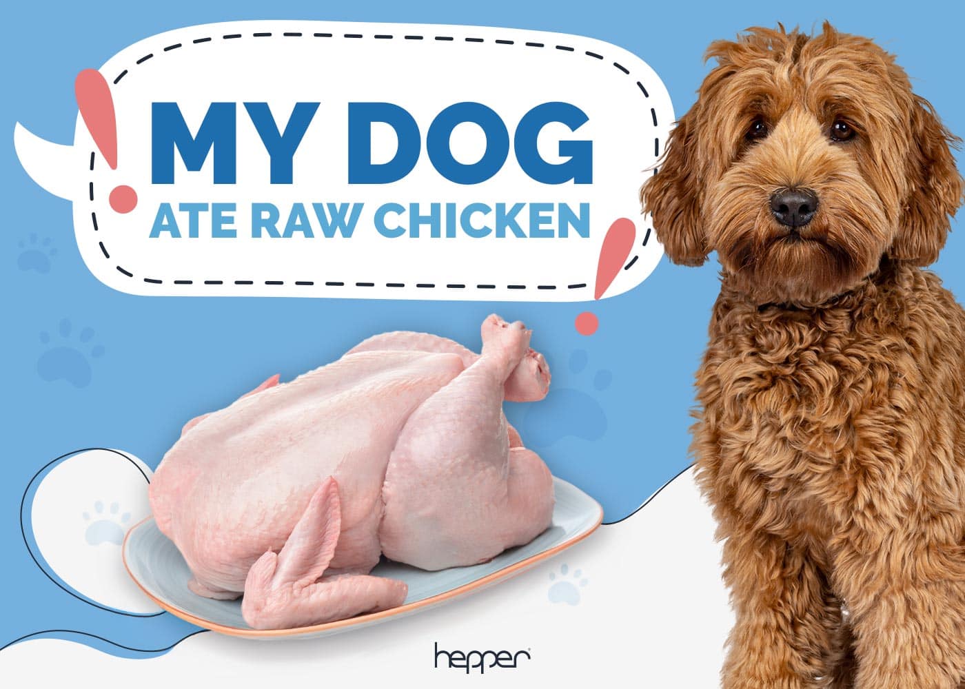 My Dog Ate Raw Chicken! Our Vet Explains What to Do