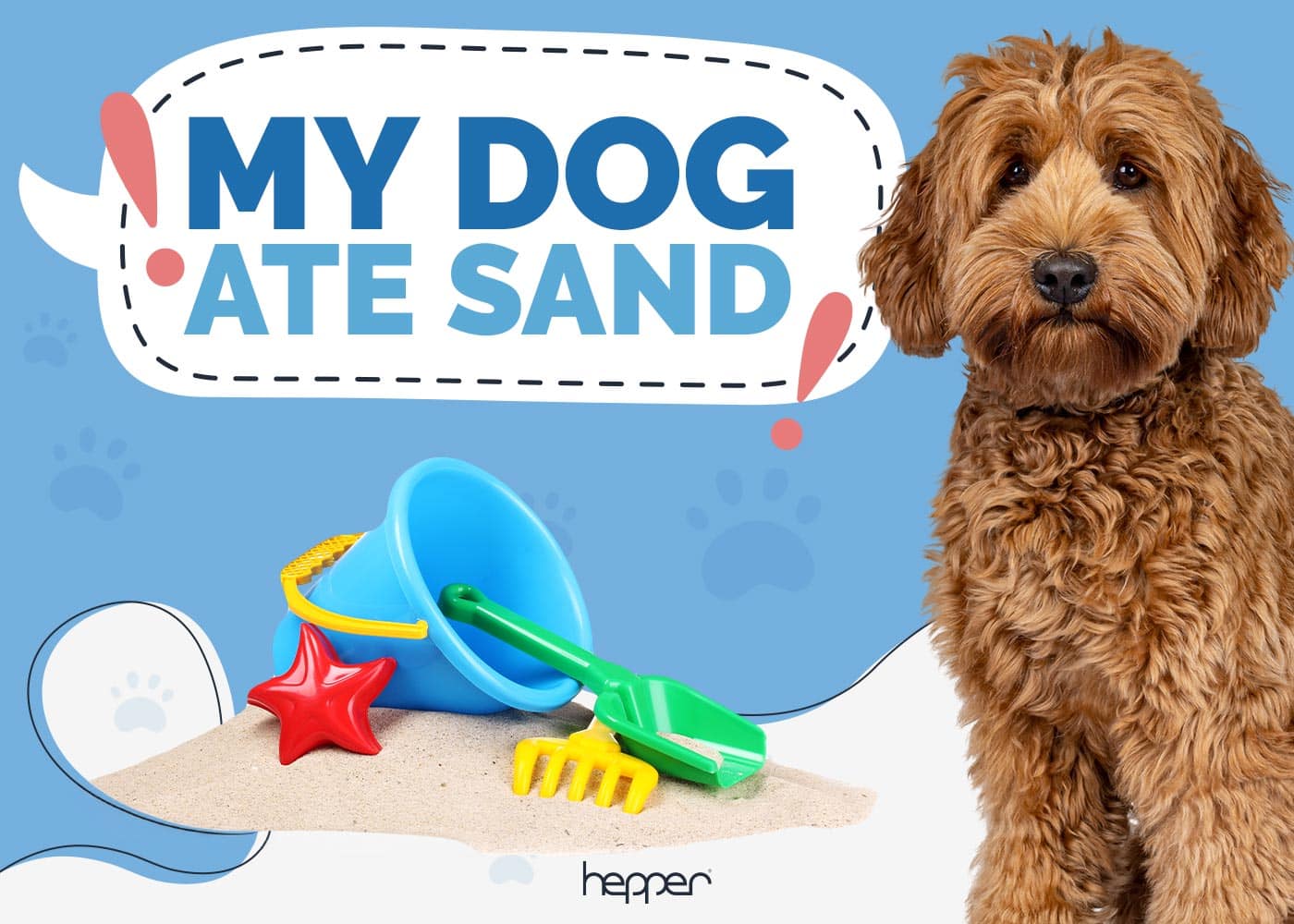 My Dog Ate Sand: Our Vet Explains What to Do