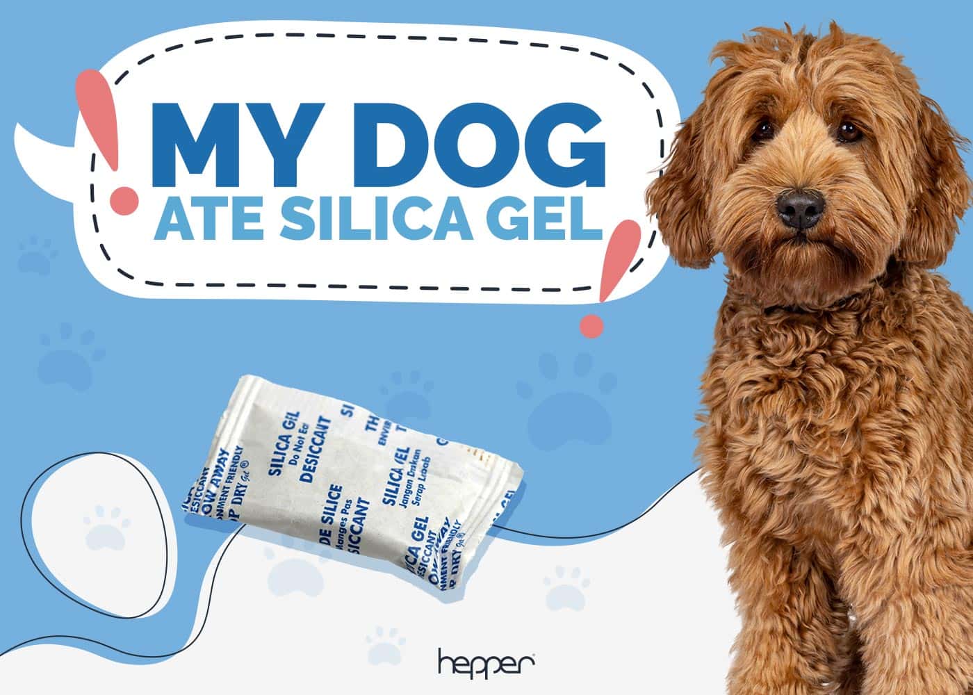 My Dog Ate Silica Gel! Our Vet Explains What to Do