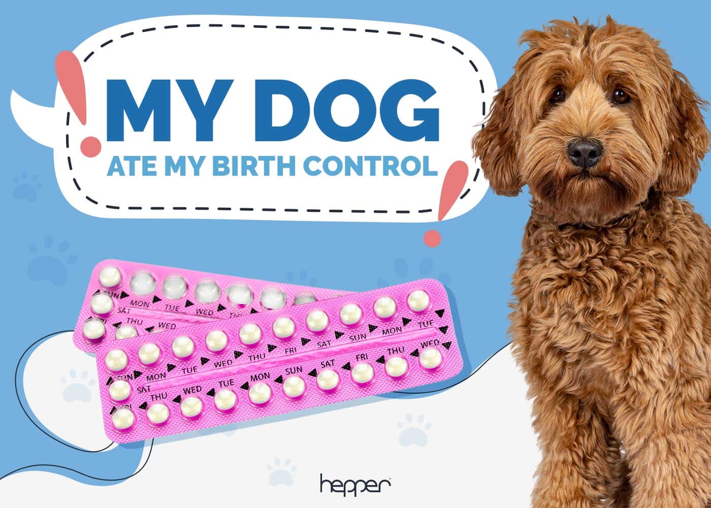My Dog Ate My Birth Control: Here's What to Do (Vet Answer)