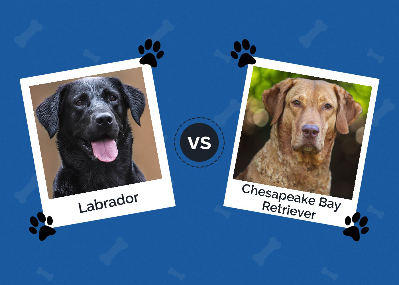 Labrador vs Chesapeake Bay Retriever: What's the Difference?